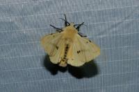 Spilarctia lutea