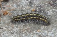 Ocnogyna parasita