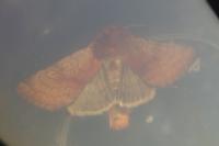 Sideridis lampra