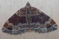 Xanthorhoe spadicearia/ferrugata