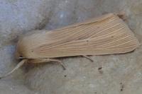 Mythimna pallens