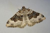 Epirrhoe galiata