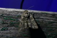 Acronicta rumicis