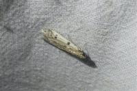 Phycitodes