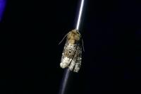 Oligia