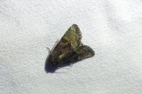 Oligia