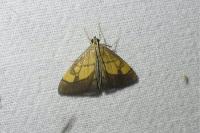 Evergestis limbata