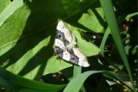 Cosmorhoe ocellata