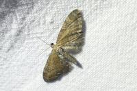 Eupithecia vulgata