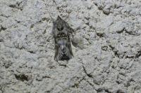 Calophasia lunula