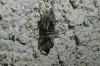 Calophasia lunula
