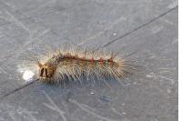 Lymantria dispar
