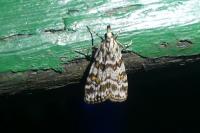 Scoparia pyralella