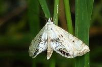 Cataclysta lemnata