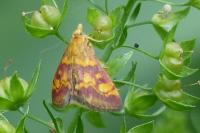 Pyrausta aurata