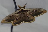 Saturnia pyri