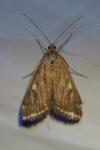 Loxostege sticticalis