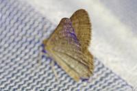 Isturgia murinaria
