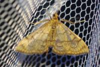Anania verbascalis