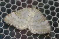 Perizoma albulata