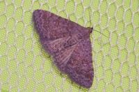 Metachrostis dardouini