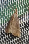 Hypena rostralis