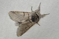 Furcula bifida