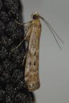 Pempeliella ornatella