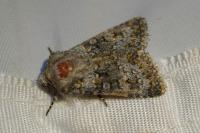 Hecatera dysodea