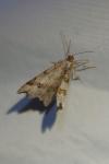 Macaria alternata