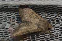 Sideridis turbida
