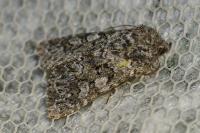 Hadena filograna