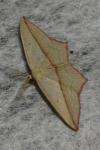 Timandra comae