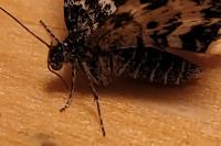 Epirrhoe hastulata