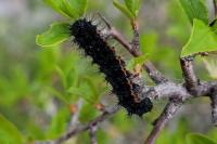 Saturnia pavonia/pavoniella