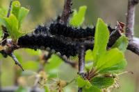 Saturnia pavonia/pavoniella