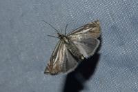 Crambus lathoniellus