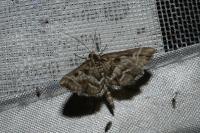 Diasemia reticularis