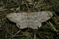Hypomecis punctinalis