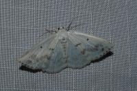 Lomographa temerata