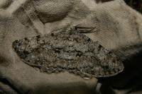 Hypomecis roboraria