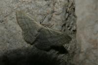 Idaea subsericeata