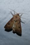 Agrotis exclamationis exclamationis