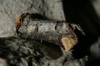 Phalera bucephala