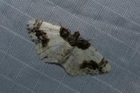 Ligdia adustata