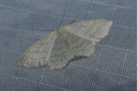 Scopula floslactata
