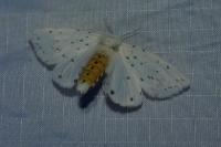 Spilosoma lubricipeda