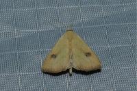 Rivula sericealis