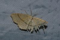 Cyclophora punctaria