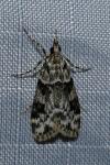 Eudonia delunella